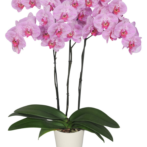 Orquídea Extra 3 Varas – Mercado Yaguara