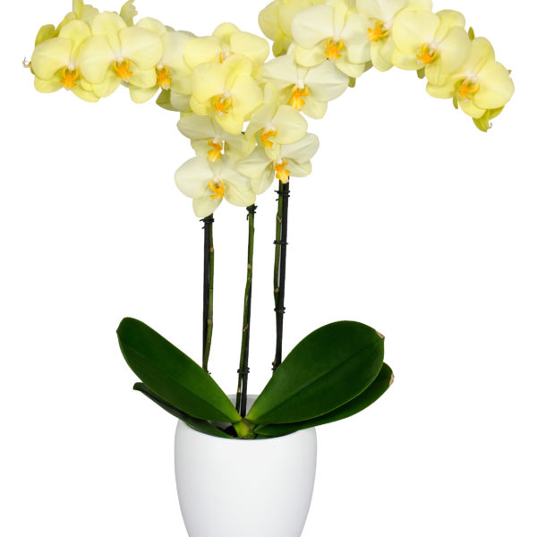 Orquídea Extra 3 Varas – Mercado Yaguara