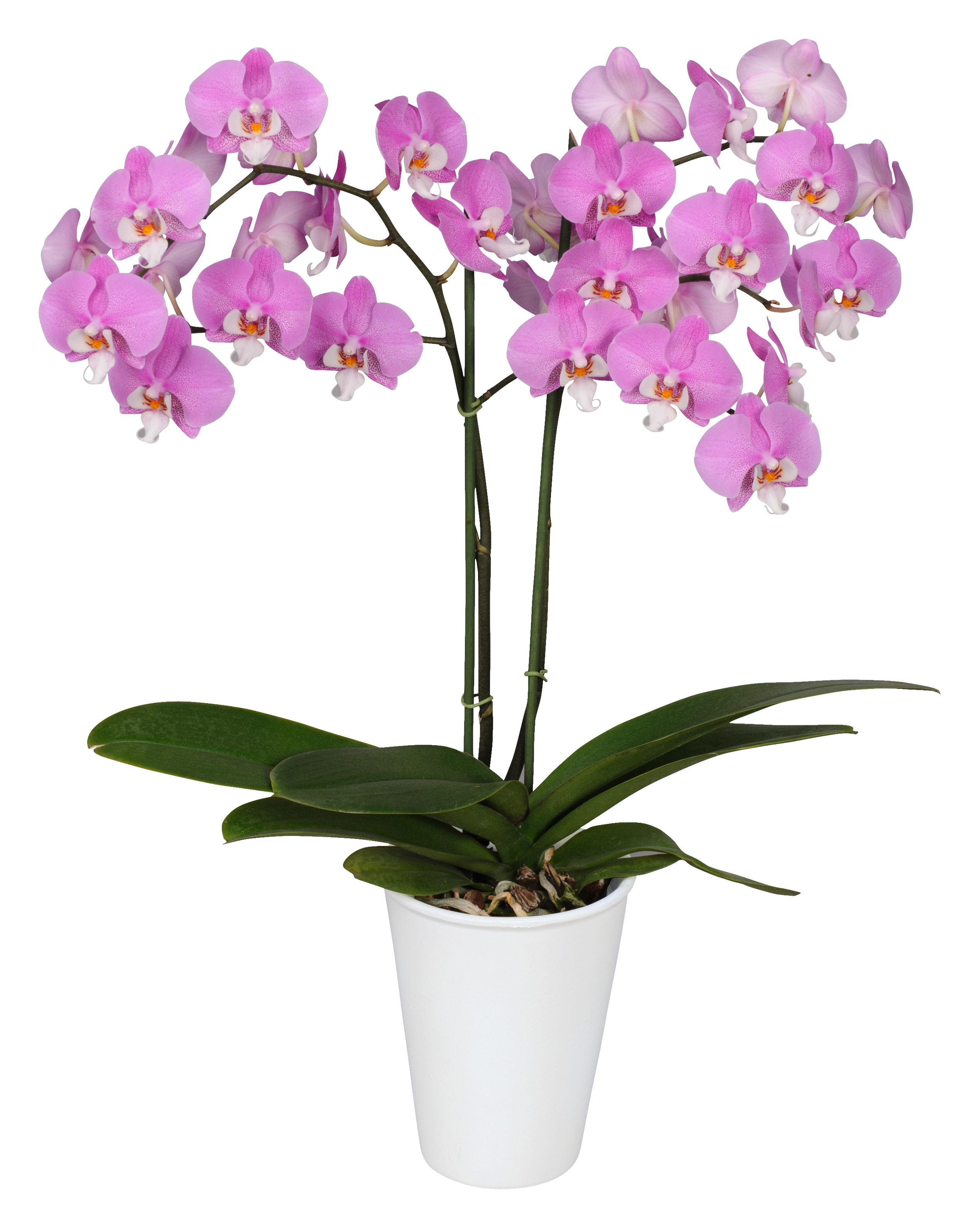 Phalaenopsis. Orquideas naturales - Orquidario El Vergel